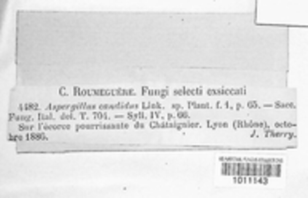 Aspergillus candidus image